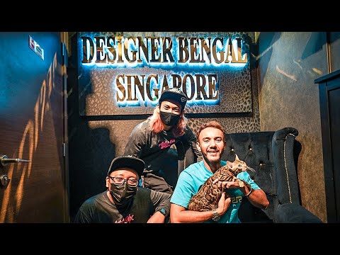 Selling a $12,000 Bengal Cat - Designer Bengal Singapore
