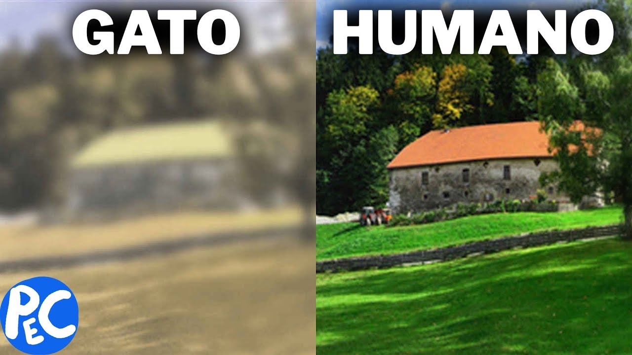 como GATOS veem o mundo?