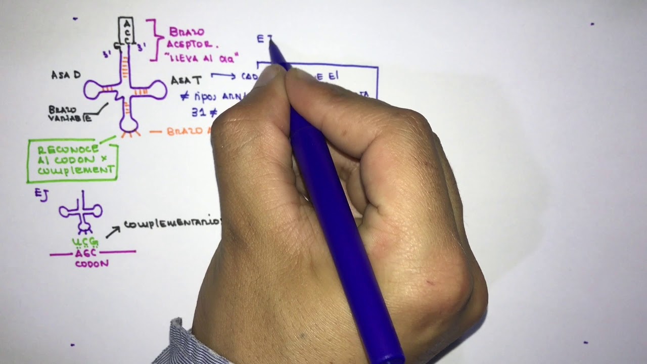 Síntesis de proteínas preparación