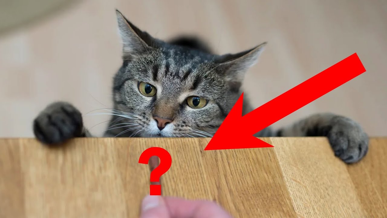 12 ALIMENTOS HUMANOS QUE SÃO ÓTIMOS PARA SEU GATO! ELE VAI ADORAR! 😻🍖