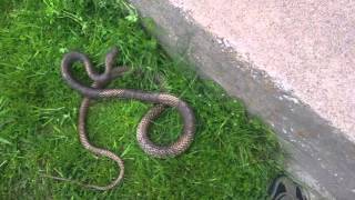 Coachwhip chasing me. Sort of