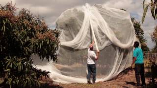 How to net a tree (Mauritius)