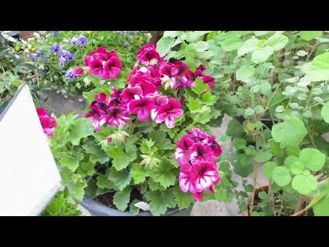 Begonia flowers