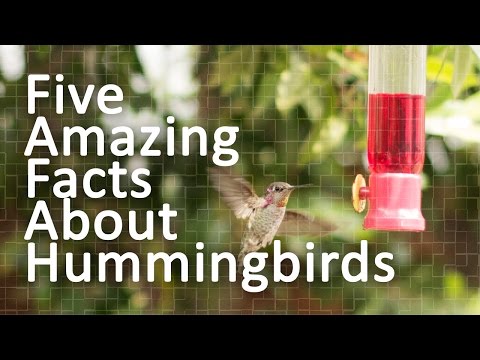 Five Amazing Facts About Hummingbirds