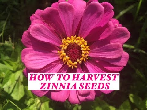 Growing Zinnias -How to harvest their seeds from your Garden