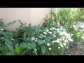 My small garden tour in Japan, May 2015 