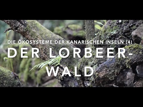 The Laurel Forest - Ecosystems of the Canary Islands (4)