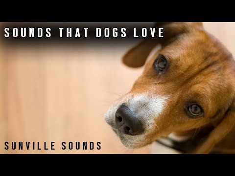 Sounds Dogs LOVE | Animal Sounds with Peter Baeten