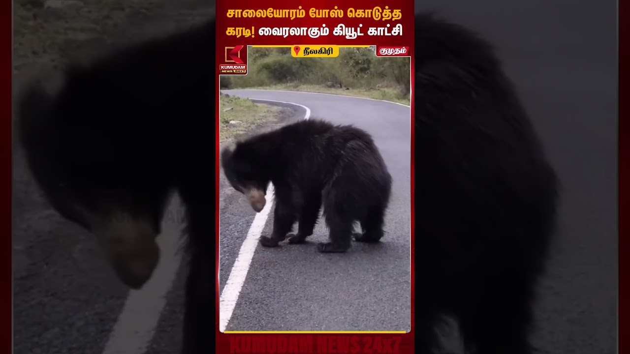 🐻 சாலையோரம் போஸ் கொடுத்த கரடி! வைரலாகும் கியூட் காட்சி | Nilagiri Bear Viral Video | Kumudam News 🐻 சாலையோரம் போஸ் கொடுத்த கரடி! வைரலாகும் கியூட் காட்சி | Nilagiri Bear Viral Video | Kumudam News