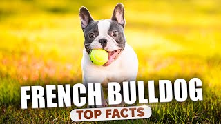 Things You Should Know Before Adopting a French Bulldog