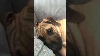 Perro de Presa Canario Puppies Videos