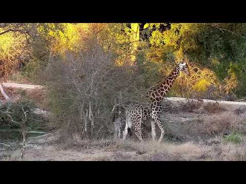 Djuma: Lone Giraffe - 16:55 - 07/20/21