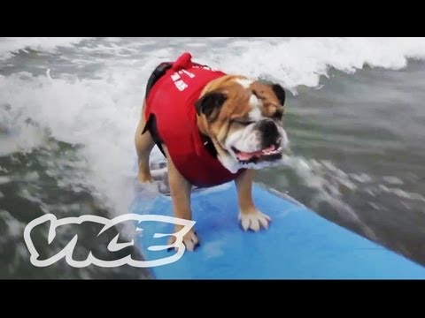 サーフィン犬がかわいい! (Cute Surfing Dogs!)