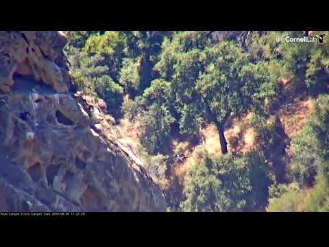 California Condor Chick Loses Footing, Skates Down Cliffside – Sept. 9, 2019