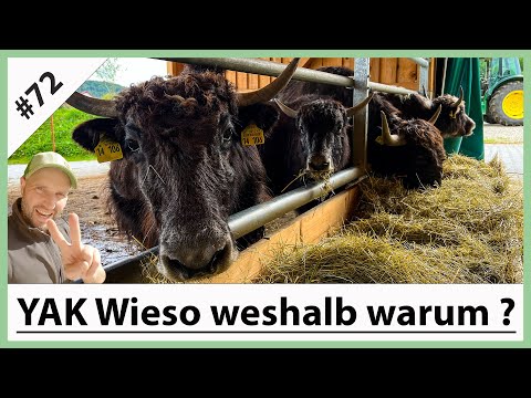 VLOG#72: FAQ Yaks I Was sind Yaks I Warum Yaks I