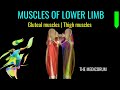 MUSCLES OF GLUTEAL REGION AND THIGH 3D MUSCLES OF LOWER LIMB QUICK REVISION