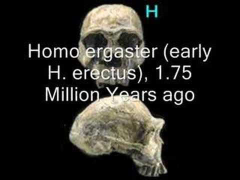 Evolution: Where's the missing link? (Ayrshire recording studio)