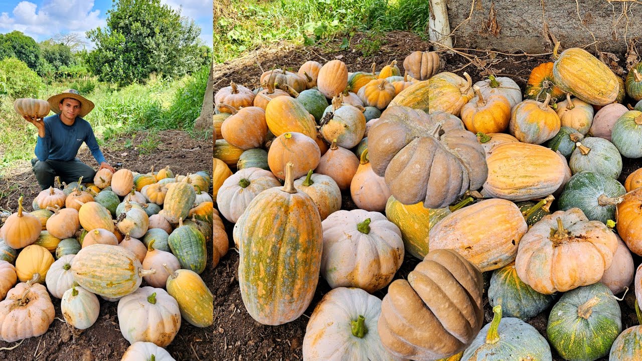 COLHEITA de gerimum da nossa roça - muita fartura
