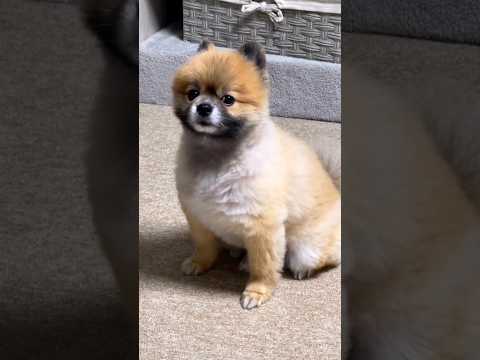 amazing dog 🐕🐶 sound short video #short #dog #viral #trending #amazing #dogsound #viralvideo