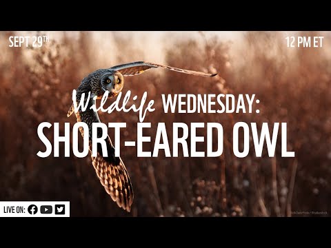 Wildlife Wednesday: Short-eared Owl