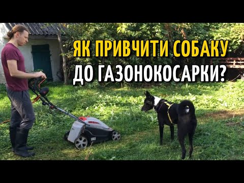 Фото Привчання собаки до газонокосарки, бензопилки, пилососа, швабри. 