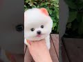 Cute Puppy Shorts Kidscartoon Tranding Cartoon