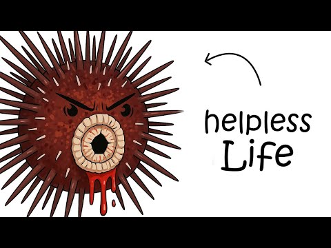 Why It Sucks to Be Born as a Sea Urchin