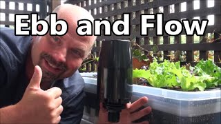 Thumbnail for video: Simple, Cheap DIY Hydroponics  Ebb and Flow Growing System