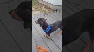 Video preview image #1 Dachshund Puppy For Sale in San Antonio, TX, USA