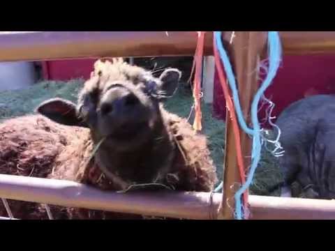 DxE Salt Lake City Asks Butcher for Dog Meat