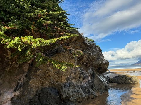 Ireland's Native Trees - EPISODE 12   JUNIPER TREE