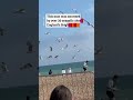 Man Swarmed By Seagulls In UK