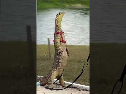Shikra getting some sun! ￼ #lizardlife #monitorlizard   #lizardlove #reptilelove #reptile #lizard