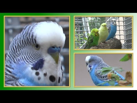 12 Gebote der Wellensittich-Haltung | TierheimTV informiert