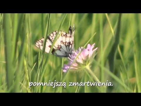Jak motyl