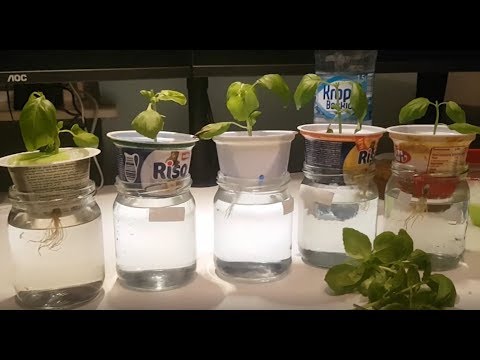 Hydroponika DIY - eksperyment, cz. 2