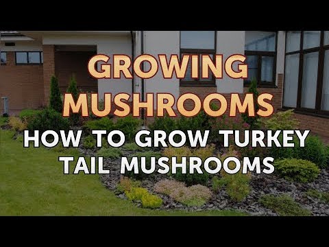 How to Grow Truffles Indoors