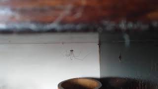[問題] 蜘蛛相關的正面角色是不是很少啊