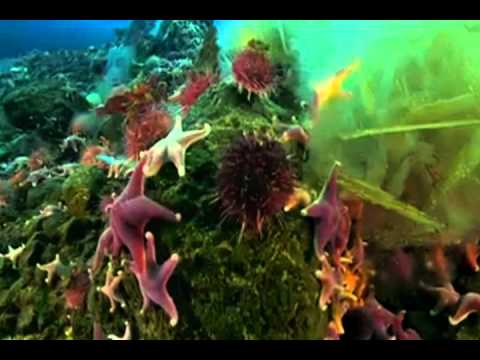 Tween Wave. DEEP. Radiohead vs Videoears