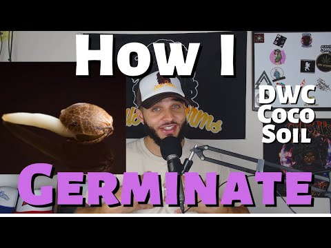 Tips to Germinate Seeds as a Beginners