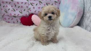 ハーフ犬の動画01