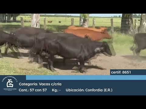 Lote VC C/ Cría  Concordia  E. Rios