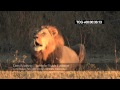 Lion Roaring HD Wild Deep And LOUD