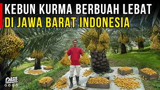 Download lagu KEBUN KURMA BERBUAH LEBAT DAN SUBUR DI INDONESIA | CERITA USAHA mp3