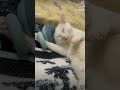 Ultimate cat head massage funny