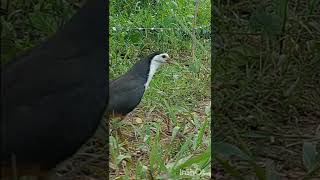 Download lagu ⚽burung wak wak penakut 😂😂 mp3 Download lagu ⚽burung wak wak penakut 😂😂 mp3