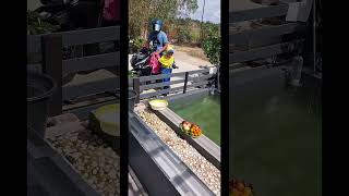 Download lagu pulang sekolah langsung masuk kolam channa ambil buah 👏🍊 muarasyifa #shorts #channa #buah #jeruk mp3