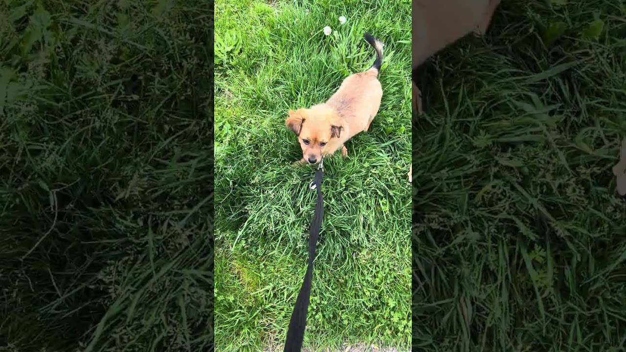Enlarge Toto, an adopted Dachshund (Long Haired) in Tigard, OR video 5/5