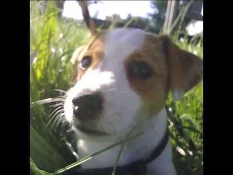 Jaromír Nohavica - Můj pes