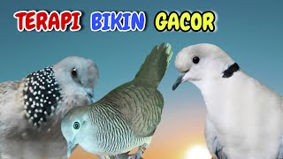 Download lagu Perkutut Lokal Gacor Vs Tekukur Gayer Vs Puter Pelung M3n4ng1s mp3 Download lagu Perkutut Lokal Gacor Vs Tekukur Gayer Vs Puter Pelung M3n4ng1s mp3